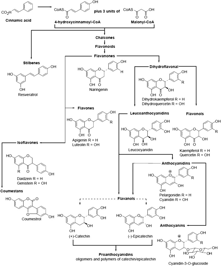 Structure and synthetic pathways of the flavonoid and stilbene polyphenols, with selected example structures. Arrows indicate synthetic pathways